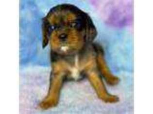 Cavalier King Charles Spaniel Puppy for sale in Fremont, CA, USA
