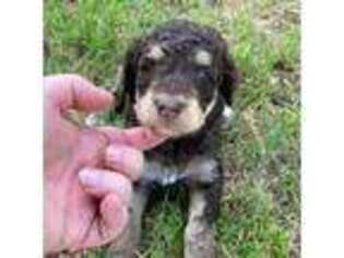 Mutt Puppy for sale in Sherman, TX, USA