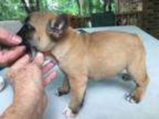 Mutt Puppy for sale in Baxter, TN, USA