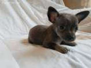 Chihuahua Puppy for sale in Lone Grove, OK, USA