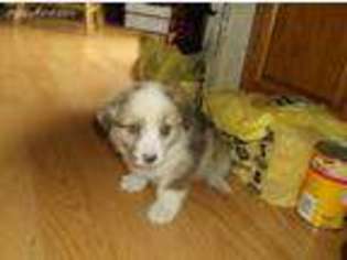 Pembroke Welsh Corgi Puppy for sale in Mount Pleasant Mills, PA, USA