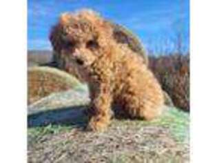 Mutt Puppy for sale in Beaufort, MO, USA