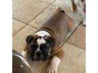 Bulldog Puppy for sale in Red Bluff, CA, USA