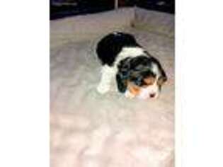 Cavalier King Charles Spaniel Puppy for sale in La Grande, OR, USA