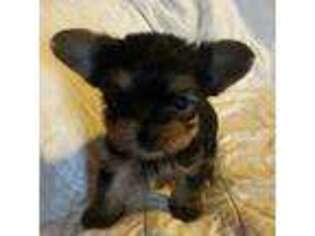 Yorkshire Terrier Puppy for sale in Lafayette, TN, USA