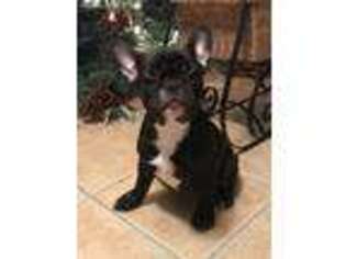 French Bulldog Puppy for sale in Mayslick, KY, USA
