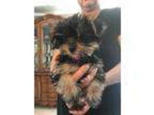 Yorkshire Terrier Puppy for sale in Tipton, IA, USA