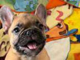 French Bulldog Puppy for sale in Paris, KY, USA