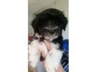 Havanese Puppy for sale in Warsaw, MO, USA