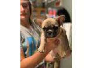 French Bulldog Puppy for sale in Hartly, DE, USA