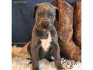 Great Dane Puppy for sale in Adrian, MI, USA