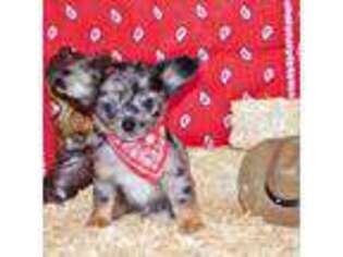 Chihuahua Puppy for sale in Charleston, AR, USA