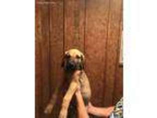 Great Dane Puppy for sale in Concord, NC, USA