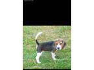 Beagle Puppy for sale in South Easton, MA, USA