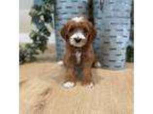 Mutt Puppy for sale in Mona, UT, USA