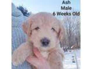 Mutt Puppy for sale in Crystal, MI, USA