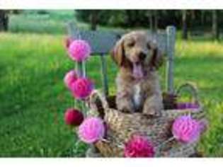 Goldendoodle Puppy for sale in Mifflinburg, PA, USA