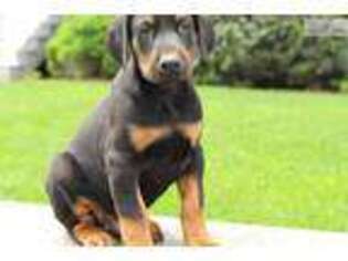 Doberman Pinscher Puppy for sale in Lancaster, PA, USA