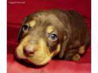 Doberman Pinscher Puppy for sale in Carlisle, PA, USA