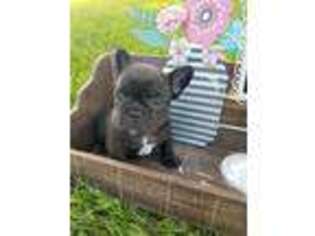 French Bulldog Puppy for sale in Bloomingdale, MI, USA