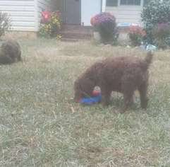 Mutt Puppy for sale in CLARKS HILL, SC, USA