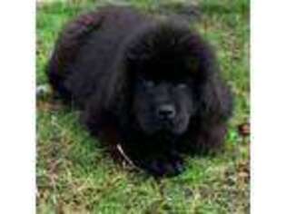 Newfoundland Puppy for sale in Cypress, TX, USA