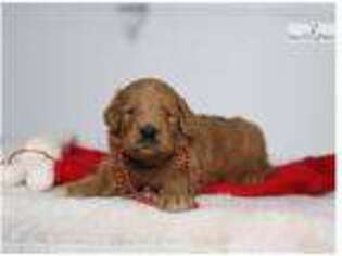 Goldendoodle Puppy for sale in Lexington, KY, USA