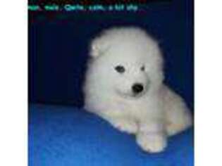 Samoyed Puppy for sale in Centerville, UT, USA