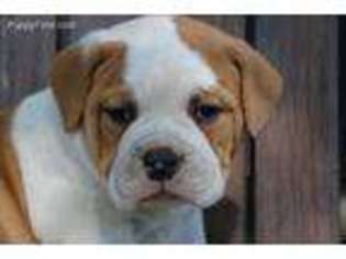 Olde English Bulldogge Puppy for sale in Millersburg, IN, USA
