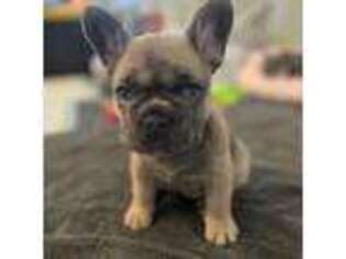 French Bulldog Puppy for sale in Knoxville, TN, USA