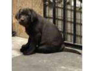 Labrador Retriever Puppy for sale in Joshua Tree, CA, USA