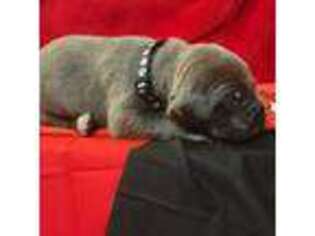 Cane Corso Puppy for sale in Brookeland, TX, USA