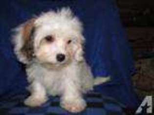 Cavachon Puppy for sale in CAMBRIDGE, MN, USA