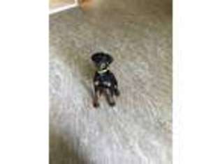 Doberman Pinscher Puppy for sale in Lexington, TN, USA
