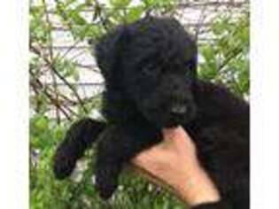 Airedale Terrier Puppy for sale in Greenville, MI, USA