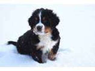 Bernese Mountain Dog Puppy for sale in Flora, IN, USA
