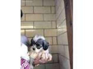 Mutt Puppy for sale in Edinburg, PA, USA