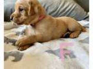 Labrador Retriever Puppy for sale in Belding, MI, USA