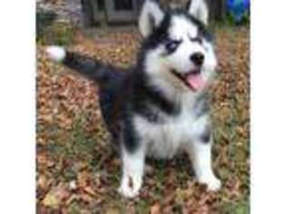 Siberian Husky Puppy for sale in Pensacola, FL, USA
