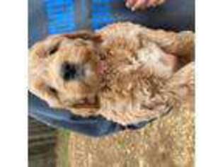 Goldendoodle Puppy for sale in Iuka, MS, USA