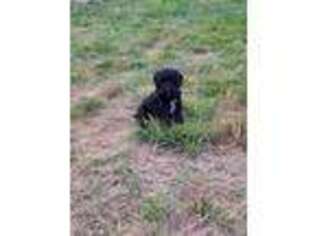 Labradoodle Puppy for sale in Newmanstown, PA, USA