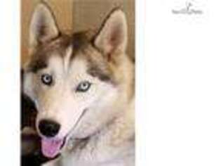 Siberian Husky Puppy for sale in Portland, OR, USA