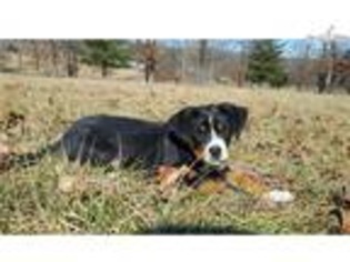 Greater Swiss Mountain Dog Puppy for sale in Springfield, MO, USA