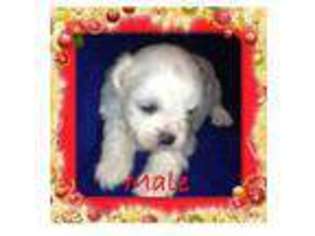 Mutt Puppy for sale in COTTONTOWN, TN, USA