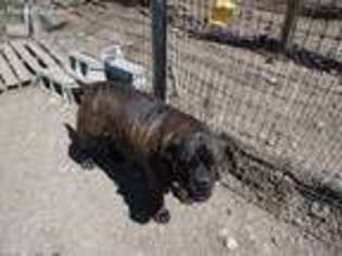 Bullmastiff Puppy for sale in Erin, NY, USA