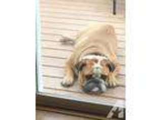Bulldog Puppy for sale in HILLSBORO, OR, USA