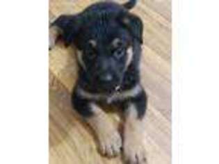 German Shepherd Dog Puppy for sale in Conway, SC, USA