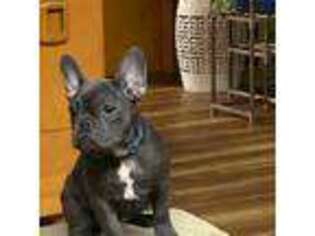 French Bulldog Puppy for sale in Ozark, AR, USA