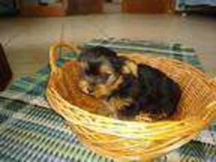 Yorkshire Terrier Puppy for sale in Mattoon, IL, USA