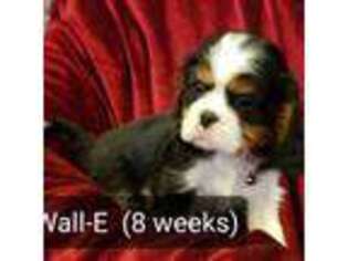 Cavalier King Charles Spaniel Puppy for sale in Simi Valley, CA, USA
